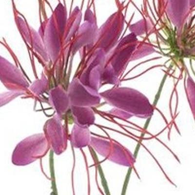 Spider flower spray beauty 94 cm kunstbloem Erutan Avon - Erutan avon