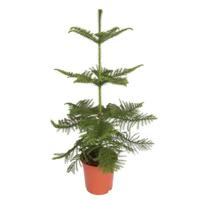 Kamerden (Araucaria Heterophylla) P 21 cm - thumbnail