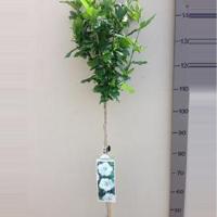 Hibiscus syriacus W. R. Smith op stam - Stam 110 cm - 8 stuks - thumbnail