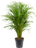 Areca Palm lutescens S kamerplant - thumbnail