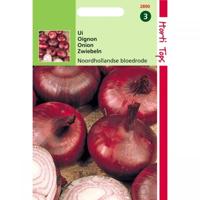 Zaden Ui Noordhollandse Bloedrode Buzzy - Buzzy - thumbnail