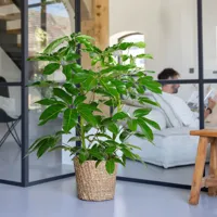Schefflera Amate - Vingerboom - P24 - thumbnail