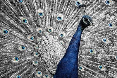 Glasschilderij Pauw schilderij Glasschilderij Pauw schilderij