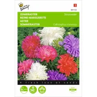 Callistephus, Zomeraster Struisveder gemengd - thumbnail