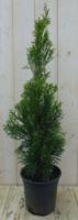 Conifeer Thuja Smaragd 90 cm Warentuin Natuurlijk - Warentuin natuurlijk - thumbnail