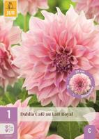 Dahlia cafe au lait royal - thumbnail