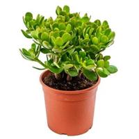 Crassula ovata XXS kamerplant - thumbnail
