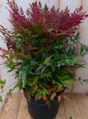 Nandina Hemelse bamboe 50 cm Warentuin Natuurlijk - Warentuin natuurlijk