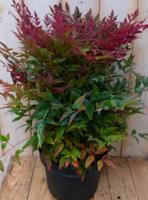 Nandina Hemelse bamboe 50 cm Warentuin Natuurlijk - Warentuin natuurlijk - thumbnail