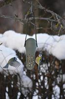 SingingFriend Max Vogelvoeder - thumbnail