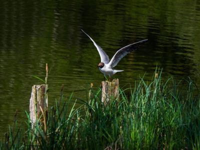 Tuinschilderij zwartkopmw 130x70 Customize-it - Customize it