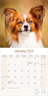 Papillon Calendar 2026 Square Dog Breed Wall Calendar - 16 Month