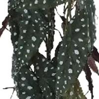 Elephant's ear 77 cm kunstplant Buitengewoon de Boet - Buitengewoon de boet - thumbnail