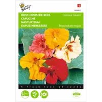 Tropaeolum, Oost-Indische kers Glorious Gleam - thumbnail