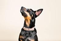 Hondenhalsband Gloria Oasis Wit (1,5 x 40 cm) - thumbnail