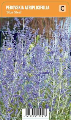 Vips Perovskia atriplicifolia Blue Steel - Reuzenlavendel