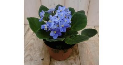 2 stuks! Kamerplant Kaaps viool blauw Saintpaulia Warentuin Natuurlijk - Warentuin natuurlijk