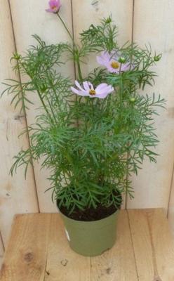 3 stuks! Cosmea Cosmos bipinnatus roze Warentuin Natuurlijk - Warentuin natuurlijk