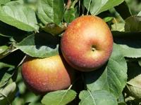 Goudreinet appel - thumbnail