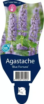Agastache Blue Fortune Samplant - Samplant