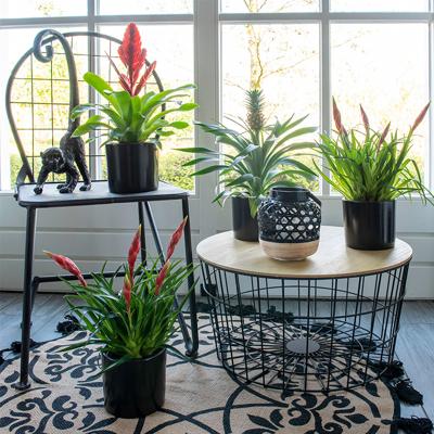 Bromelia Vriesea 'Stream'