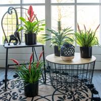 Bromelia Vriesea 'Stream' - thumbnail