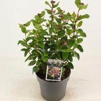 Sneeuwbal (Viburnum tinus “Lisa Rose”®) heester - 40-50 cm (C4.5) - 9 stuks - thumbnail