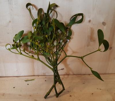 Kerstgroen Maretak Misteltoe Mistletoe Warentuin Natuurlijk - Warentuin natuurlijk