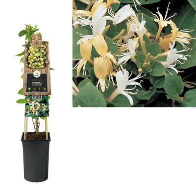 Japanse kamperfoelie (Lonicera Japonica "Hall's Prolific") klimplant