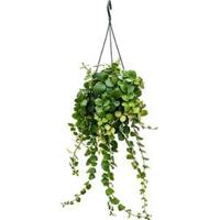 Aeschynanthus pink polka hangplant - thumbnail