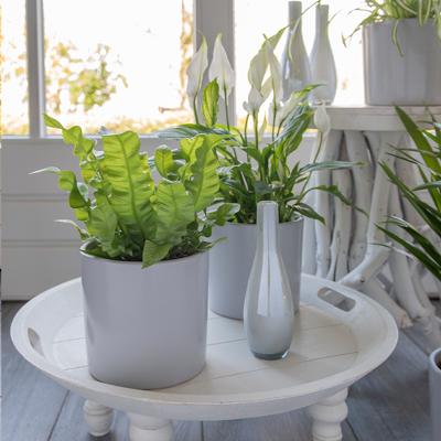 Dekbed Discounter Nestvaren Asplenium 'Crispy Wave' Kleur: Luxe (dot), Voeding: Met voeding Dekbed Discounter Nestvaren Asplenium 'Crispy Wave' Kleur: Luxe (dot), Voeding: Met voeding