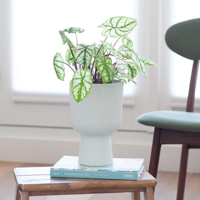 Caladium White Christmas - P13