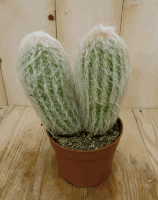 Cactus spinnenweb kamerplant Warentuin Natuurlijk - Warentuin natuurlijk - thumbnail