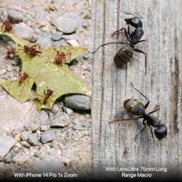 Shiftcam LensUltra 75mm lange afstand Macrolens - Black - thumbnail