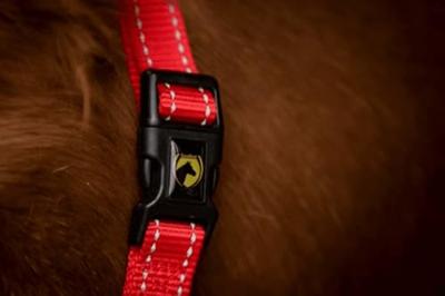 Excellent Horse Premium Halster S Foal Rood - thumbnail