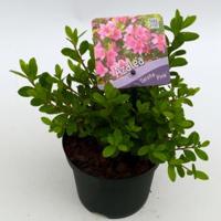 Rododendron (Rhododendron Japonica "Geisha Pink") heester - 15-20 cm - 8 stuks - thumbnail