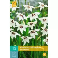 Bloembollen Gladiolus Callianthus Murielae 15st - thumbnail