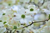 Amerikaanse kornoelje - thumbnail