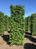 Kant & klaar haag Cornus mas blokhaag H250 x B80 x L80 cm Gele kornoelje Quickhedge - Quickhedge - thumbnail