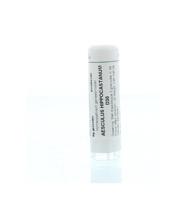 Aesculus hippocastanum D30 - thumbnail