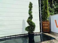 Cupressocyparis Leylandii - Spiraal - hoogte 175 cm - thumbnail