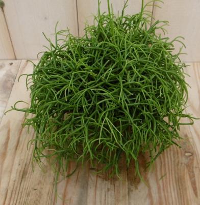 2 stuks! Rhipsalis cassutha Viridi Warentuin Natuurlijk - Warentuin natuurlijk