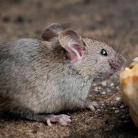 Swissinno Mouse Classic Niet dodelijke val 1 stuk(s) - thumbnail