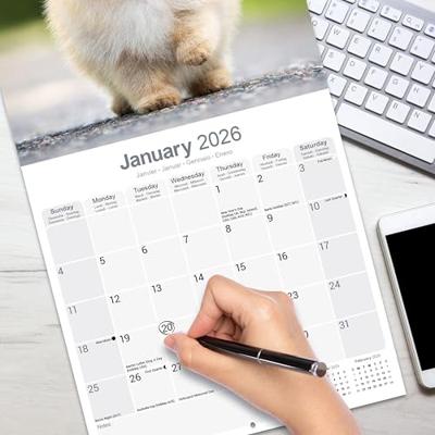 Pomeranian Calendar 2026 Square Dog Breed Wall Calendar - 16 Month