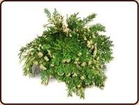 Valse Roos van Jericho - thumbnail