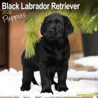 Black Labrador Puppies Calendar 2026 Square Dog Puppy Breed Wall Calendar - 16 Month - thumbnail