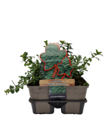 Struikkamperfoelie (lonicera nitida "Maigrun") bodembedekker - 6-pack - 1 stuks - thumbnail