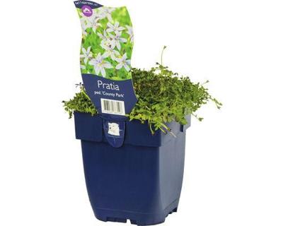 Pratia pedunculata County Park vaste plant Griffioen - Griffioen