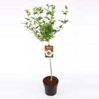 Hibiscus syriacus Hamabo op stam - Stam 60 cm - 9 stuks - thumbnail
