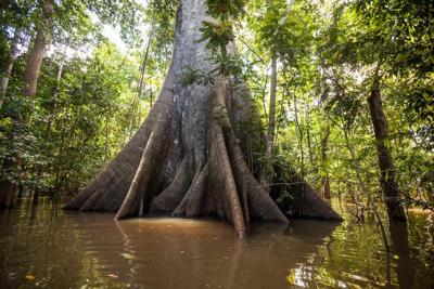 Schilderij - Sumauma boom , 2 maten, Premium print